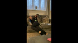 Cooper the Frenchie Humping the Couch