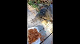 Semiwild Varanus Salvator Eats Chicken Pasta
