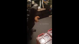 Cat Aims Laser Pointer