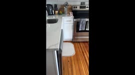 Cat Licks Leftovers From Tupperware