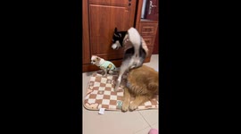Husky repeatedly nudges chihuahua while playing in Jiangsu, China