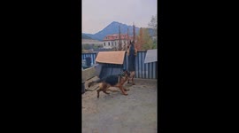 German Shepherds fiercely guard their territory in Shandong, China