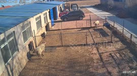 Two aggressive sheep clash against a fence in Xinjiang, China