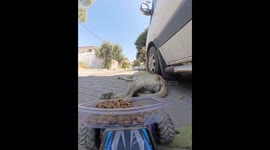 Stray dog delighted by remote-control food delivery in İzmir, Turkey