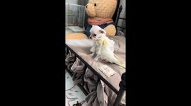 Parrot shouting at a puppy on a bed in Hebei, China
