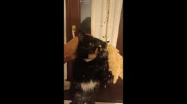 Tuxedo cat caught holding stolen packaged meat in Pescara, Italy