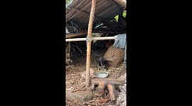 Dog with painted-mask face in Chongqing in China