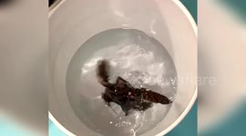 Newborn loggerhead turtles 'feel the earth's magentic field'