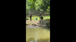 Huge crocodile stuns zoo visitors as it floats over for food