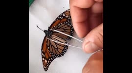 Wing repair surgery on a monarch butterfly in Florida, USA