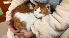 Cat refuses to be touched on its rear in Zhejiang, China