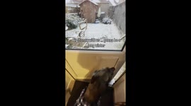 'Hell no!' Greyhound refuses to step outside into owner's snowy garden