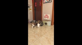 Cats react dramatically to owner’s sudden sneeze in Heilongjiang, China