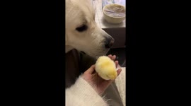 Labrador gently licks tiny chick in adorable moment in Hebei, China