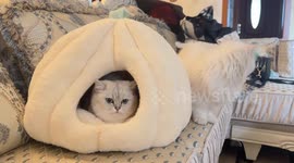 Cat's defensive hiss surprises newcomer in Shaanxi, China