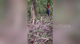 Farmer killed by 24ft python in Indonesia