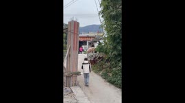 The Pig’s Great Escape