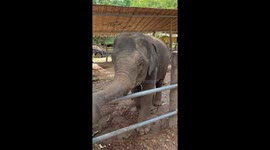 Adorable baby elephant waves goodbye to humans