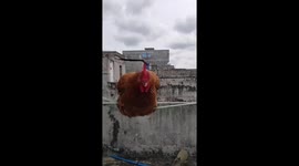 Chicken wobbles on clothesline before tumbling to ground
