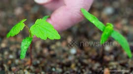 Planting of Sycamore Gap saplings begins across the UK