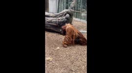 Orangutan Seen Moving Through Its Enclosure