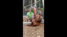Zoo Care Routine with Orangutan in Łódź, Poland