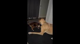 Great Dane and Bengal cat’s playful bond clip hits 109K views on TikTok