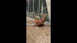 Zookeeper Checks Orangutan’s Paws During Routine Care