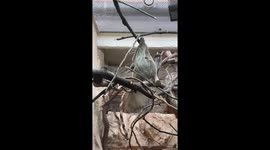 Sloths Resting and Climbing in Their Enclosure