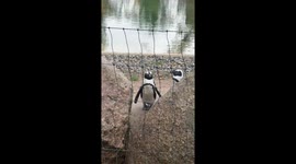 Footage from a zoo in Łódź, Poland shows a pair of penguins standing near large rocks inside their outdoor enclosure