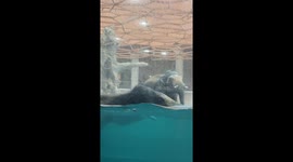 Elephants Enjoy a Swim at the Zoo