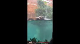 Elephant Enjoys a Refreshing Swim