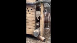 Two Orangutans Resting in Their Enclosure