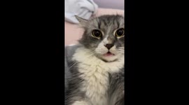 Cute Cat Tries to Meow but Loses Its Voice — Adorable Silent Meow Moment Caught on Camera