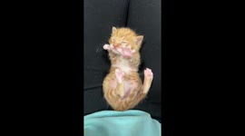 Sweet Dreams Little Kitten