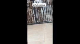 Every Dog for Himself