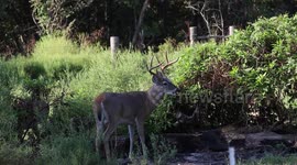 Majestic Buck Enjoys a Polk Salad Feast in the Wild