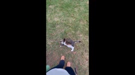 Stubborn Cat Refuses to Come Inside