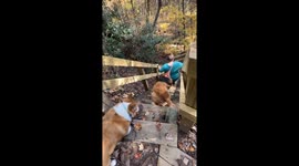 Corgi Struggles With Steep Trail Stairs