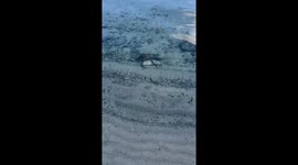 Octopus Came to Say Hello