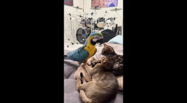 Cat Puts Up With Silly Macaw
