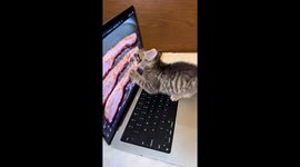 Kitten Licks On-Screen Bacon