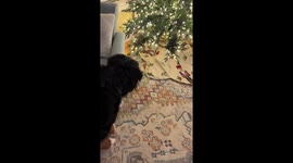 Puppy Doesn't Trust Christmas Decor