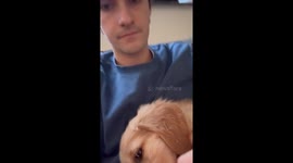 Golden Retriever Puppy Gets Hiccups