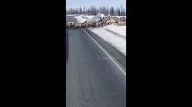 Endless stream of migrating reindeer blocks roadway in Kamchatka, Russia