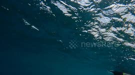 Florida Man Swims With Baby Sea Turtle in Florida Keys Islamorada and it's BEAUTIFUL!