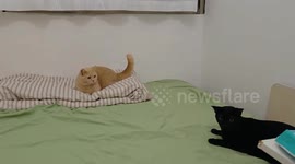Feline Dodge: Short Leg Won