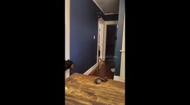 Doberman and girl play hide-and-seek indoors in Kansas, Missouri, USA