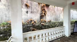 Large troop of monkeys descends at Qianling Mountain in Guizhou, China