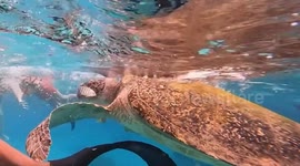 Police search for tourist seen feeding a rubber wristband to turtle while snorkelling